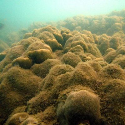 An underwater photo of a coral reef showing algal overgrowth. 